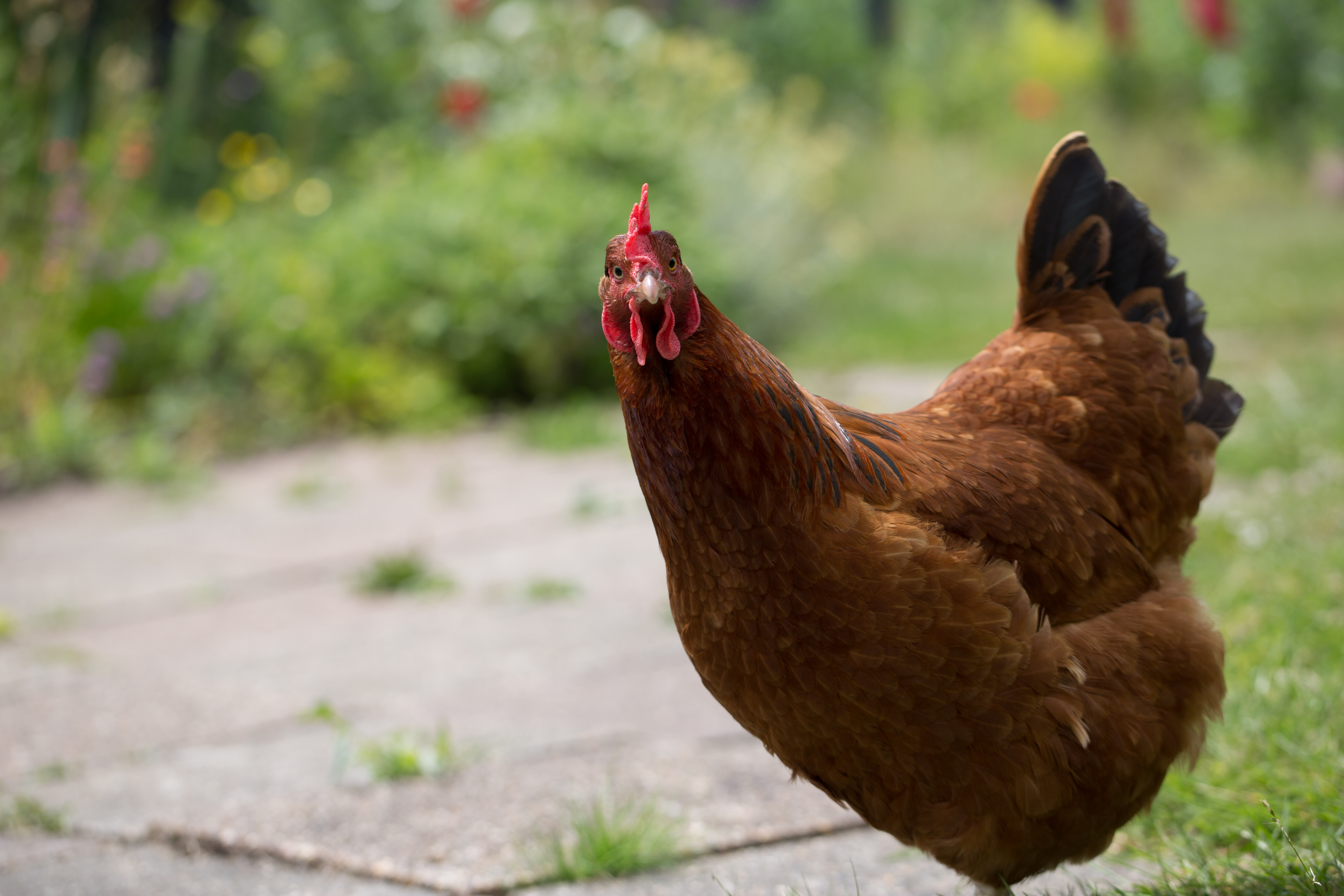 Hønen i min køkkenhave